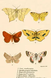 Papillons
