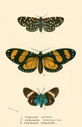 Papillons