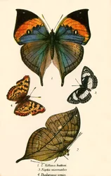 Papillons