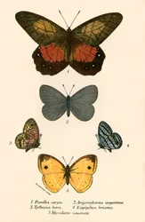 Papillons