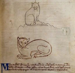 CCA-LitMs/D/10 fol. 11r Chat, du Bestiaire