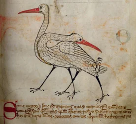Cigogne, du Bestiaire