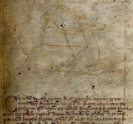 CCA-LitMs/D/10 fol. 1r Cerf, du Bestiaire