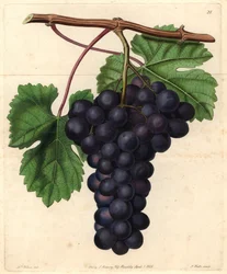 Raisin du Jardin botanique de Cambridge de John Lindley, "Pomological Magazine"