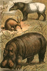 Fourmilier du Cap, Tapir malais et Hippopotame