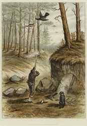 Chasse au grand tétras