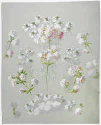 Design de tapis
