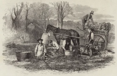 Carottes pour le marché de Londres