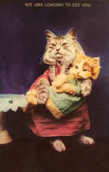Chat et chaton