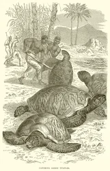 Capture de tortues vertes