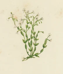 Lin cathartique, Linum Catharticum