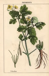 Chélidoine montrant des fleurs jaunes et des racines, de "The Instructive Picturebook, or Lessons from the Vegetable World," [Charlotte Mary Yonge], Édimbourg