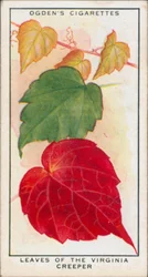 Changement de couleur, changement de saison, plantes, feuilles de la vigne vierge (lithographie couleur)