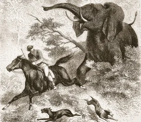 Poursuivi par un éléphant, illustration de l