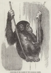 Chimpanzé, dans les jardins de la Société zoologique (gravure)