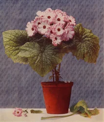 Cineraria