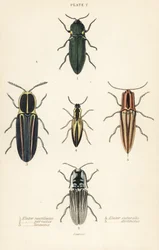 Coléoptère cliquet : Elater de phare, Pyrophorus noctilucus, Chalcolepidius porcatus, coléoptère cliqueté, Agriotes lineatus, Elater suturalis, et Semiotus distinctus