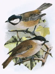 Mésange charbonnière (en haut) et mésange nonnette (en bas)