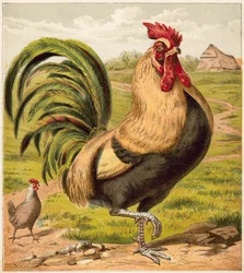 Coq