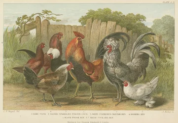 Coqs et poules