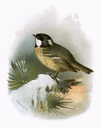 Mésange charbonnière