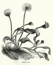 Marguerite (gravure)