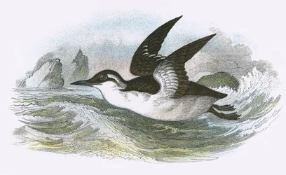 Guillemot de Troïl