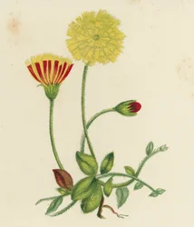 Épervière piloselle (Hieracium pilosella)