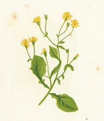 Lampsane commune, Lapsana Communis