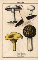 Champignon commun Agaricus, chanterelle dorée Cantharellus cibarius et morille Morchella esculenta, de 