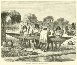 Conibos préparant des œufs de tortue