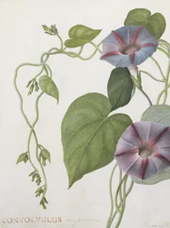 Convolvulus Purpurus