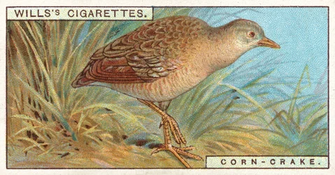 Râle des genêts