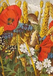 Champ de maïs en été (lithographie couleur)