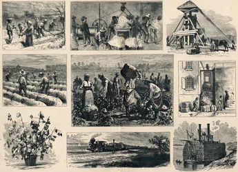 Coton : sa culture et sa préparation en Amérique