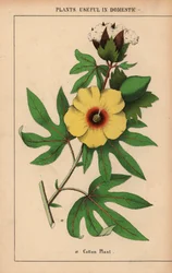 Plant de coton, avec fleur jaune et capsule de coton blanc, de "The Instructive Picturebook, or Lessons from the Vegetable World," [Charlotte Mary Yonge], Édimbourg