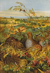 Cortège de perdrix (lithographie couleur)