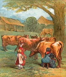 Vaches ramenées à la maison pour être traites