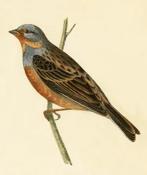 Bruant de Cretzschmar, illustration de 