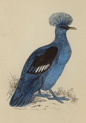 Pigeon couronné