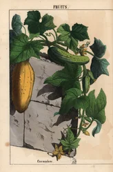 Plante de concombre avec fruits jaunes non mûrs et verts mûrs Cucumis sativus, de 