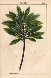 Daphne laureola ou Laurier des bois, de 