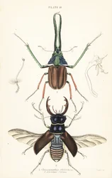 Le scarabée de Darwin, le lucane de Grant ou le lucane chilien, Chiasognathus grantii 1, et le lucane européen, Lucanus cervus 2