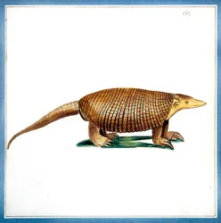 Dasypus armadillo, vers 1810