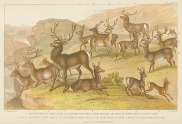 Cerfs