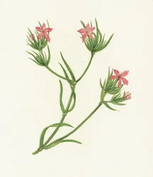 Œillet des chartreux, Dianthus Armeria