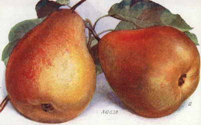 Poires de dessert