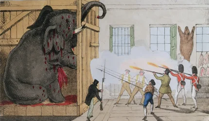 Destruction du noble éléphant à l
