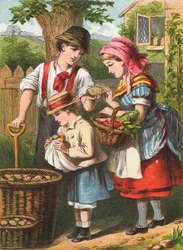 Récolte de pommes de terre