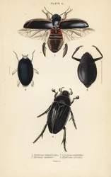 Coléoptère plongeur, Dytiscus dimidiatus 1, gyrin commun, Gyrinus natator 2, Cyclous vittatus 3, et grand coléoptère d